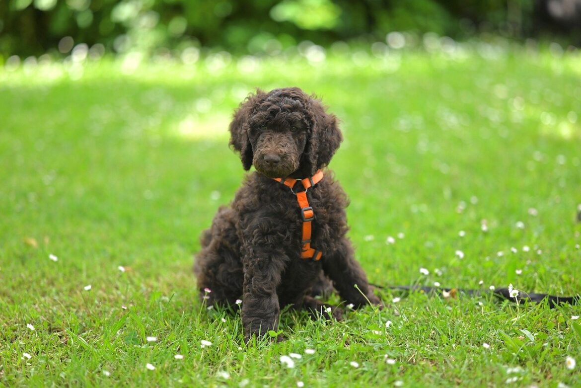 Nutritious Poodle Diet Choices