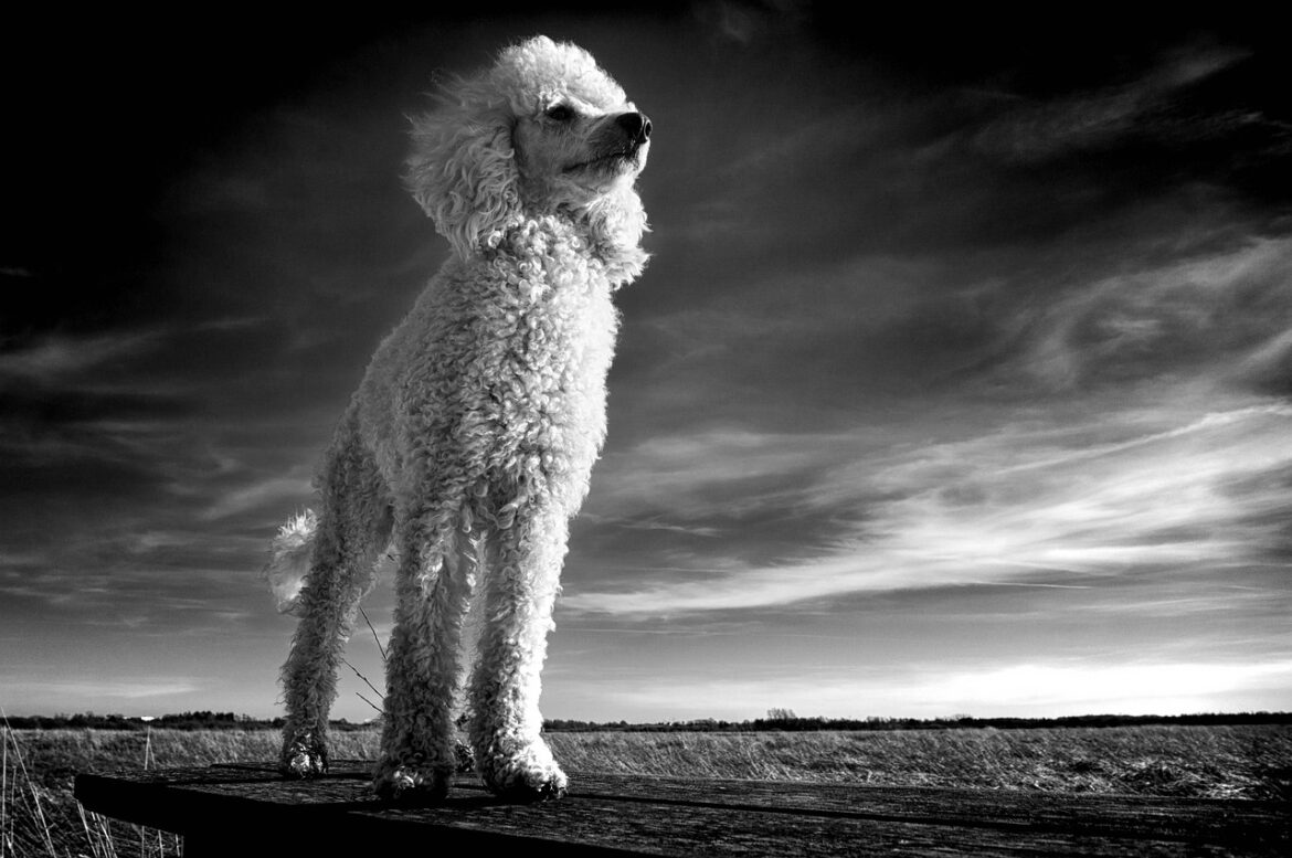 Unveiling Secrets of Poodle Dental Health