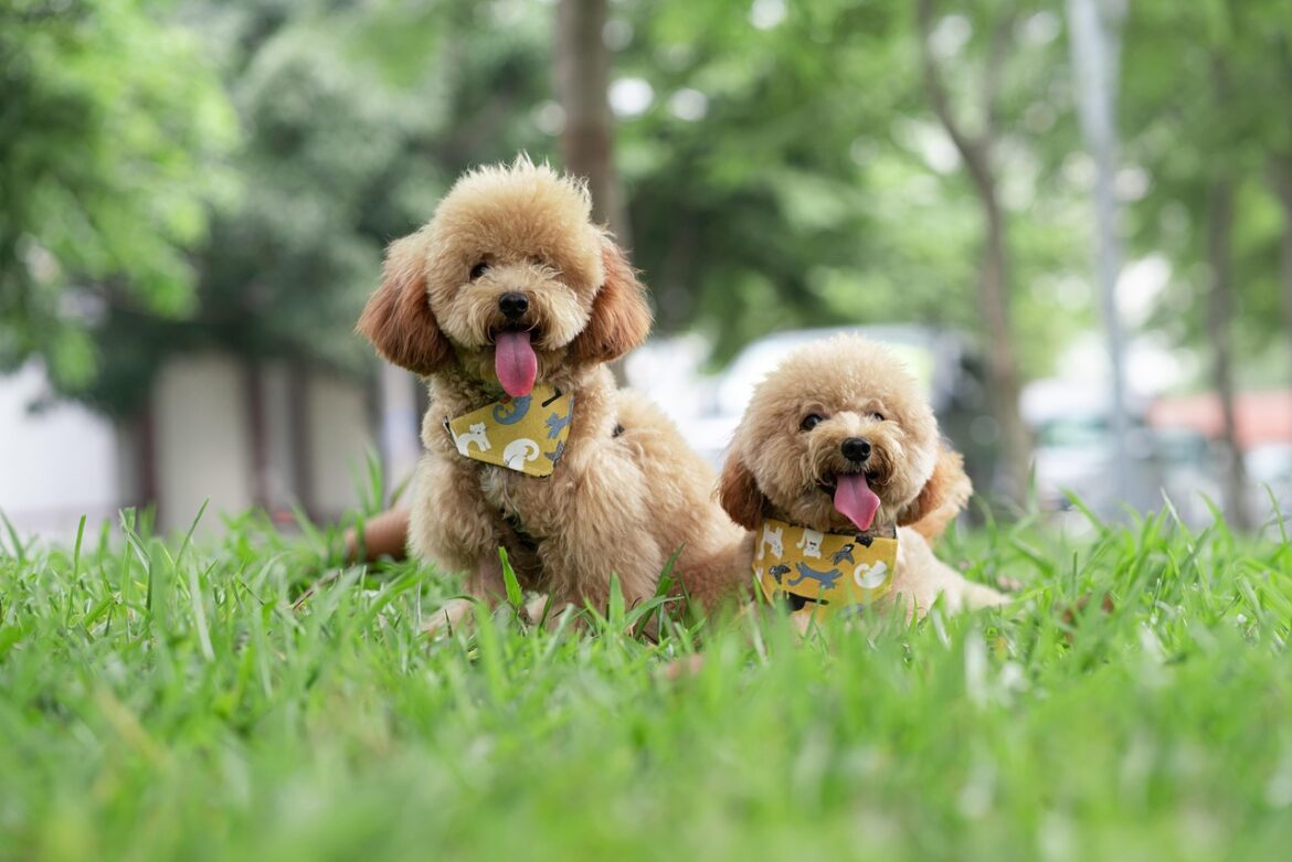 Delicious Homemade Meals for Your Poodle