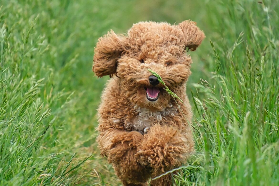 Essential Tips for Maintaining a Healthy Poodle Coat