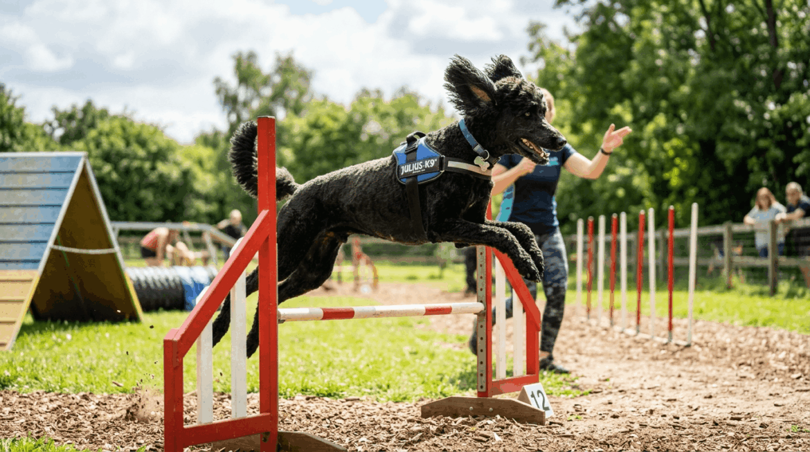 Standard poodle fitness blueprint showing athletic large poodle doing exercise activities